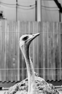 Close-up of ostrich against fence