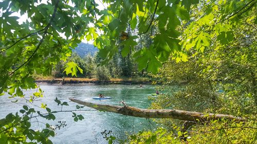 Scenic view of trees in forest