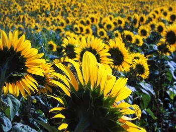 Close-up of sunflower on field