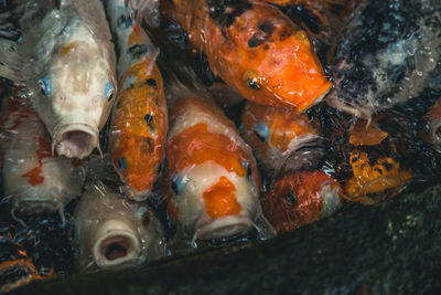 Close-up of koi fish in water