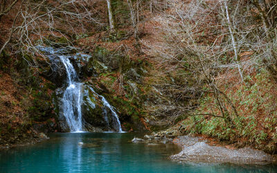 Scenic view of waterfall in forest
