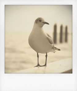 Seagull perching on railing