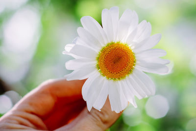 Chamomile flower. the concept of medicinal herbs, summer mood