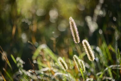 Close-up of flowering plants on land