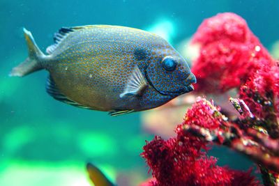 Close-up of fish swimming in sea