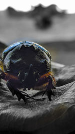 Close-up of turtle swimming in sea