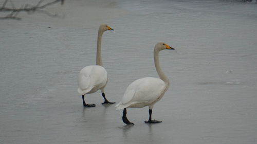 View of birds in lake