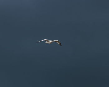 Low angle view of seagull flying in sky
