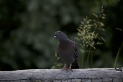 Close-up of bird perching on wood