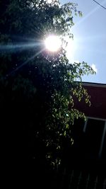 Low angle view of trees against sky