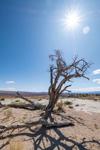 Scenic view of  landscape and bare tree against blue sky on sunny day