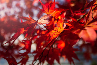 Close-up of red maple leaves