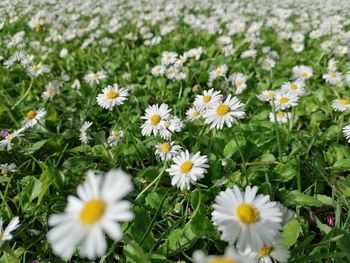 Close-up of white daisy flowers on field