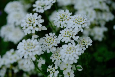 Close-up of white flowering plant in park