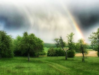 Trees on field against rainbow in sky