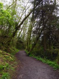 Footpath in forest