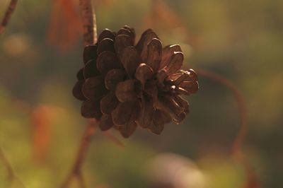 Close-up of flowering plant