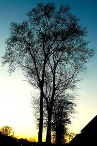 Silhouette of trees at sunset