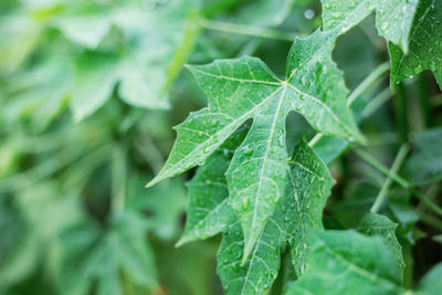 Close-up of green leaves