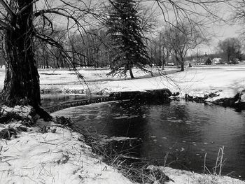 Snow covered trees in winter