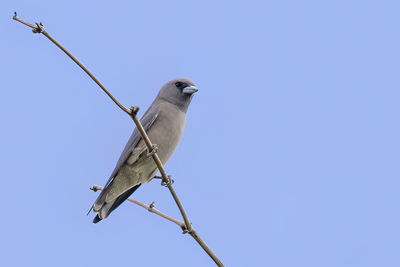 Low angle view of bird perching on cable against clear blue sky