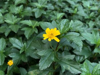 Close-up of yellow flowering plant