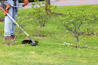 The gardener carefully mows the growing grass between the bushes with a trimmer on a spring day.