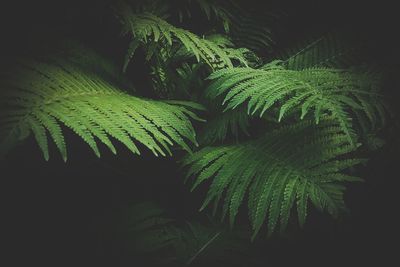 Close-up of fern at night