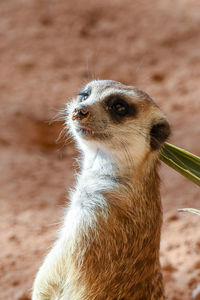 Close-up of an animal