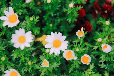 Close-up of flowers blooming outdoors