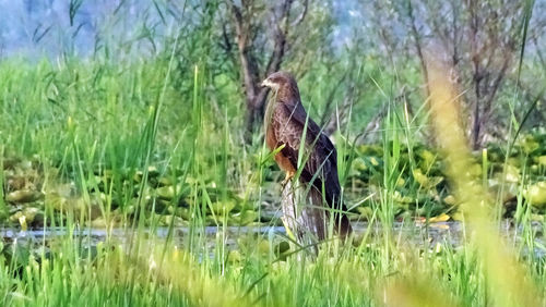 Bird on field by lake