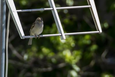 Low angle view of bird perching on cable