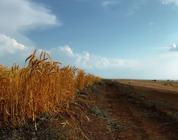 Plants growing on field against sky