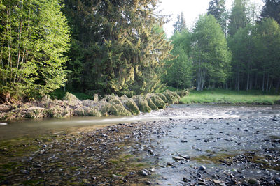 Scenic view of river in forest against sky