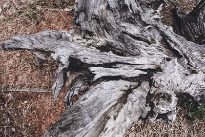 Close-up of tree trunk