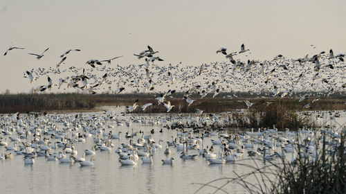 Flock of birds flying over lake against sky