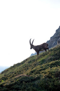 Horse standing on cliff by mountain against clear sky