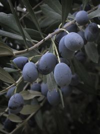 Close-up of berries growing on tree