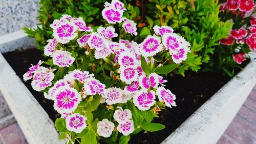 High angle view of pink flowers blooming outdoors