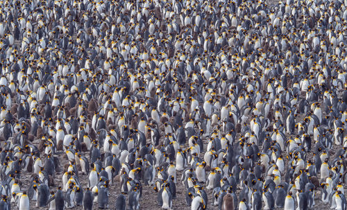 King penguin colony in fortuna bay on south georgia island.  eyeem doesn't recognise this place.