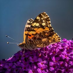 Close-up of butterfly pollinating on purple flower