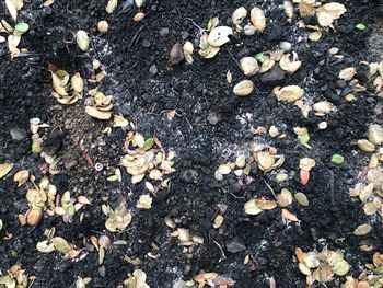 High angle view of leaves on field