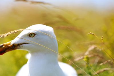 Close-up of a bird