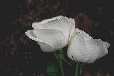 Close-up of white rose