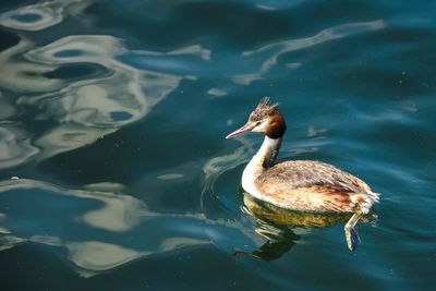 High angle view of duck swimming on lake