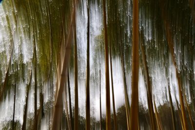 Low angle view of bamboo trees in forest