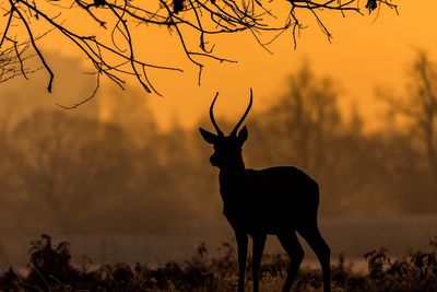 Silhouette deer standing against sky at dusk