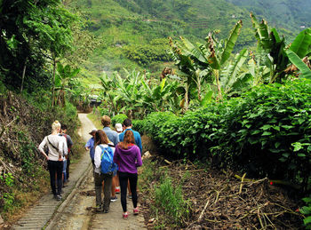 Rear view of people walking on road amidst trees