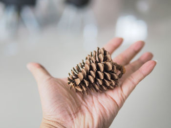 Close-up of hand holding pine cone