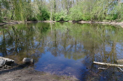 Reflection of trees in lake